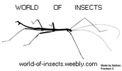 World of insects!